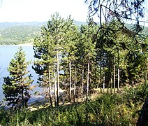 Forest in Bulgaria near Dundukovo dam.jpg