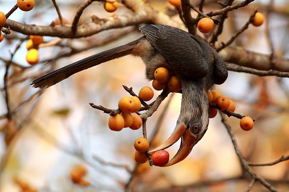 Grey horn bill with its favourite fruit Mithan B M