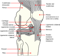 Knee diagram es.svg