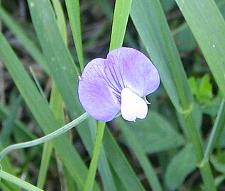 Lathyrus hirsutus