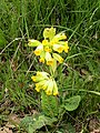 A Torà (Segarra - Catalunya)