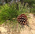 Cone and foliage, nadleśnictwo Drewnica, Poland