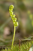 Polypodium vulgare