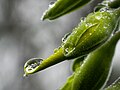 * Nomination Raindrops on bud (length ~2.5 cm (0.98 in)), Crotalaria sp., Ooty --Tagooty 01:01, 18 August 2024 (UTC) * Promotion  Support Good quality. --Johann Jaritz 01:48, 18 August 2024 (UTC)