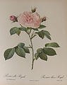 Rosa alba Regalis