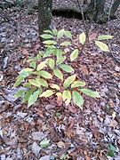 American Chestnut, November 2015, Lumpkin Co. GA.jpg