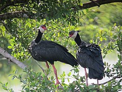 Chauna chavaria Chavarrí Northern Screamer (6545500087).jpg