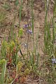 Delphinium nuttallianum