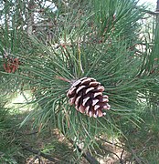 Pinus nigra RF.jpg