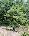 Tree, Pinnacle Rock, Connecticut