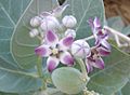 Unknown plant, flora, Muscat, Oman