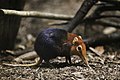 en:Elephant shrew, its real.