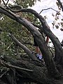 wikimedia_commons=File:Rondeau Provincial Park Fallen Tree.jpg