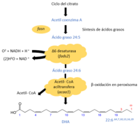 Ruta de biosíntesis del DHA.png