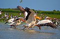 Great white pelican