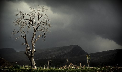 A Tree at the Cemetery in Iraqi Kurdistan by User:Rawen Pasha