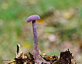 Amethyst Deceiver