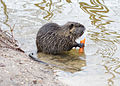 Nutria