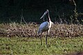 Jabiru in the sanctuary