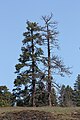 Pinus ponderosa