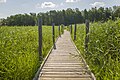 * Nomination Plank path to Lammassari through Viikin-Vanhankaupunginlahti nature reserve (near Helsinki) --Plozessor 03:11, 18 August 2024 (UTC) * Promotion  Support Good quality. --Johann Jaritz 03:20, 18 August 2024 (UTC)