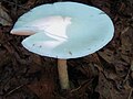 Amanita elliptosperma