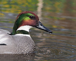 Falcated duck, Anas falcata, male