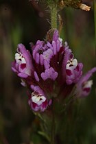 Castilleja exserta