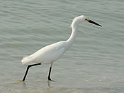 Egretta thula