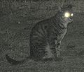 cat retina reflection