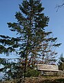 Tree at the summit of Kronbergs, Deutschland