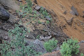 Minerals in the cupper mine.JPG