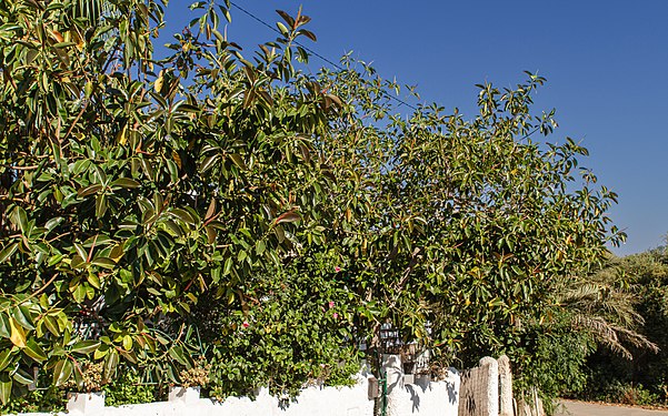 Rubber tree hedge in Mallorca