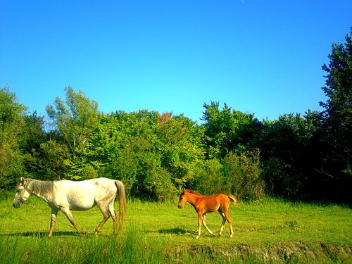 Horses in Khachmaz district © Khagani Hasanov1988