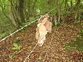 Eagle Owl killed in barbed wire, Germany