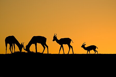 "Deer of Sunset" by Anasserrihani