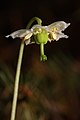 Moneses uniflora