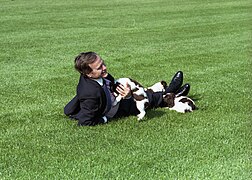 President George H. W. Bush plays with Millie and her puppies on the lawn of the White House.jpg