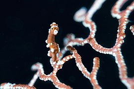 🥇 Santa Claus Pygmy Seahorse. A Denise's pygmy seahorse variant at Marine Conservation Area, Raja Ampat Regency. Photograph: Ayub Mooduto