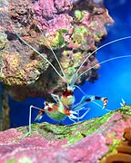 Banded coral shrimp