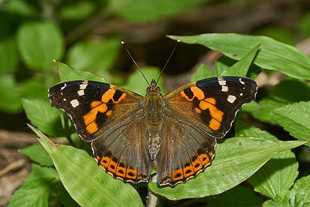 Vanessa indica (Indian Red Admiral)