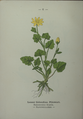 Plate 6 Ranunculus ficaria