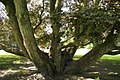Remarkable tree