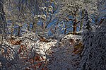 Thumbnail for File:Blick vom Porphyrlehrfad hinauf zur Spitze des Rochlitzer Berges - Geotop - Sachsen.jpg