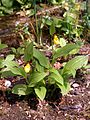 Cypripedium parviflorum