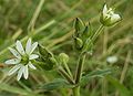 Myosoton aquaticum