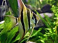 Pterophyllum altum