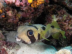 Ikan Kembung