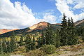 Trees, Red Mountain Pass, Colorado