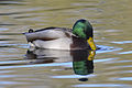 Male mallard